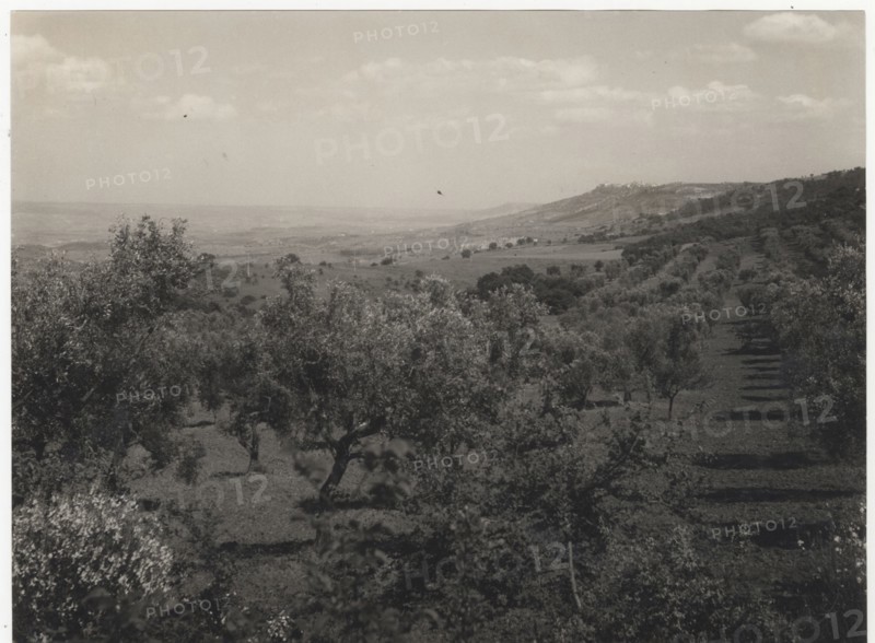 Olive orchards, Valle del Bilioso,