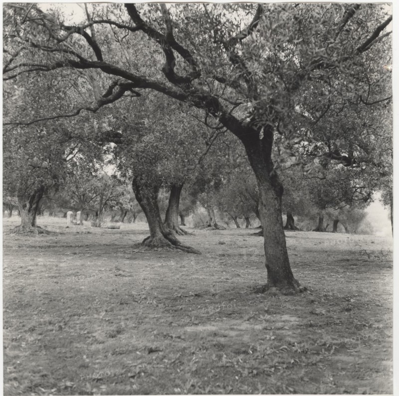 Olive orchard in Camerota