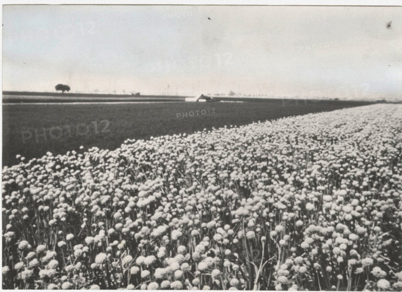 Onion flowers