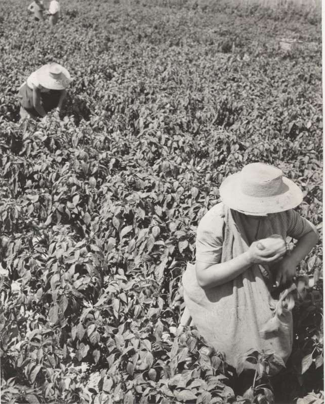 Pepper fields in Bra, Italy