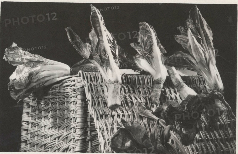 Red radicchio of Treviso