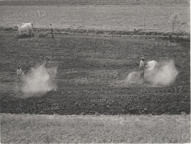 Planting season