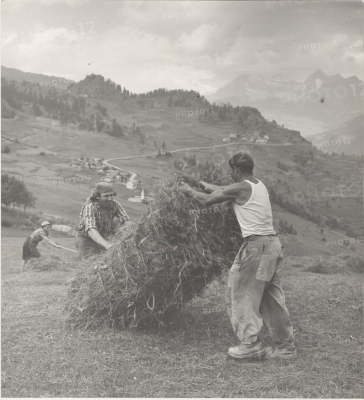 Haymaking in Torgnon
