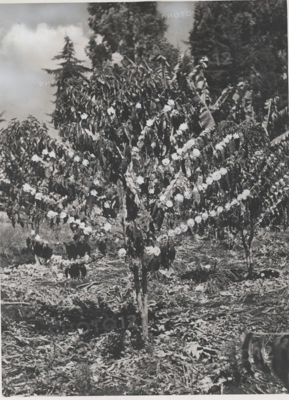 Blooming coffee plant