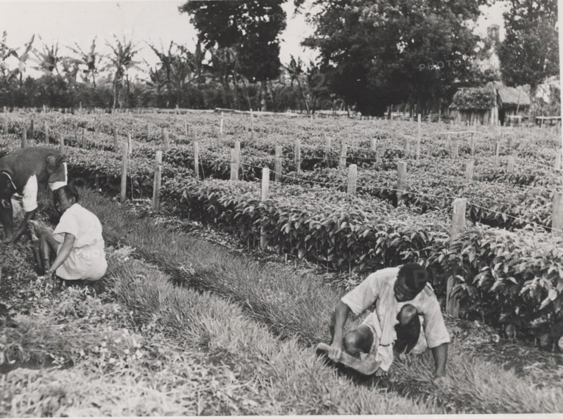 Coffee nursery with young trees for planting