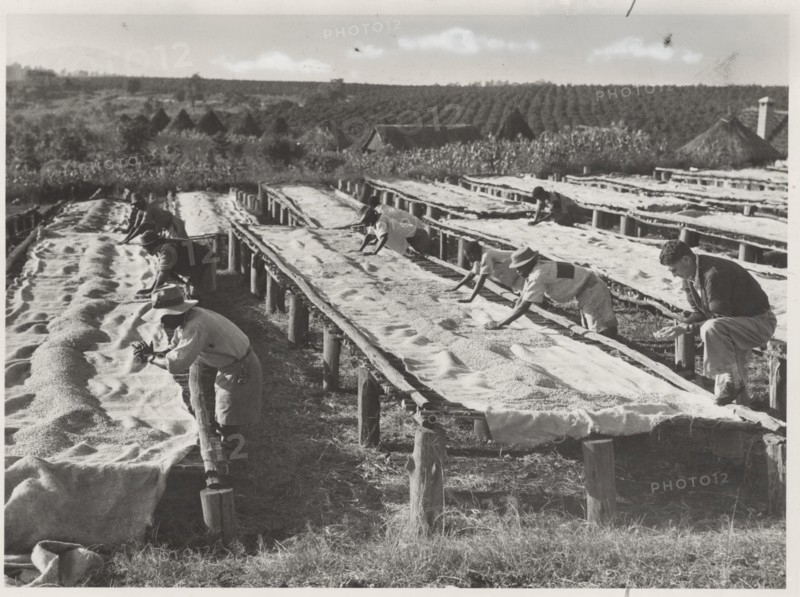 Drying of coffee beans