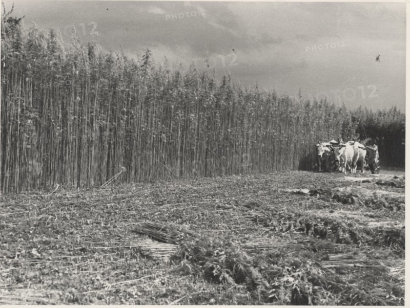 Hemp cutting
