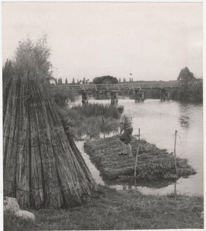 Hemp maceration in Indre et Loire, France