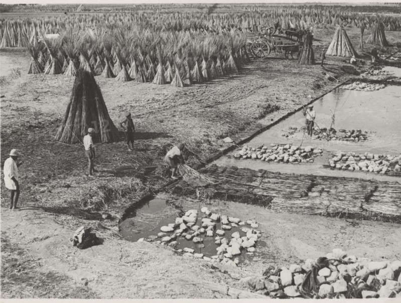 Hemp cultivation in Frattamaggiore