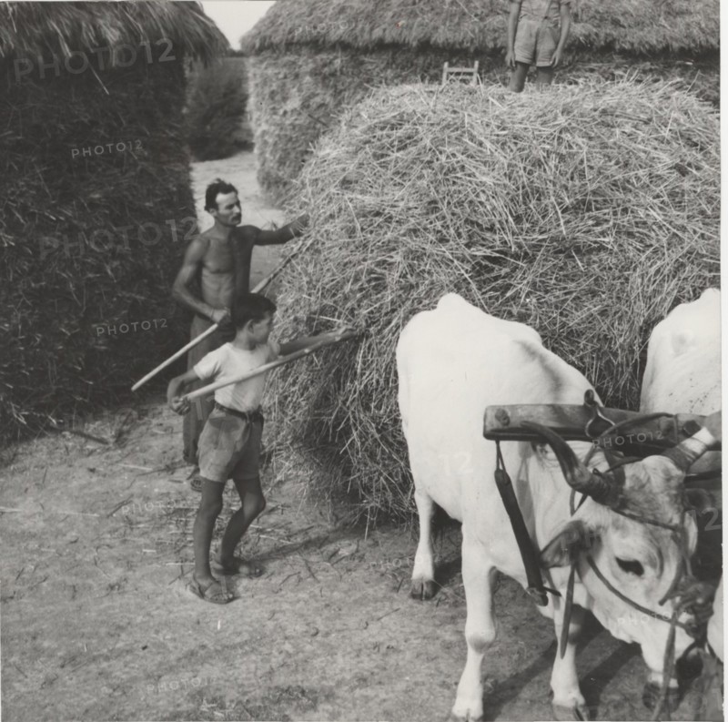 Loading hay and straw