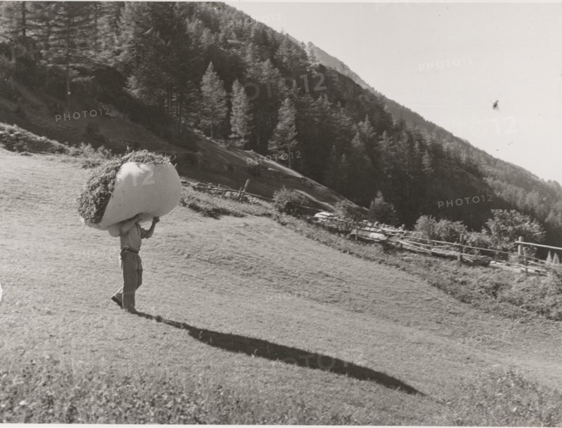 Hay transport in Cogne Valley