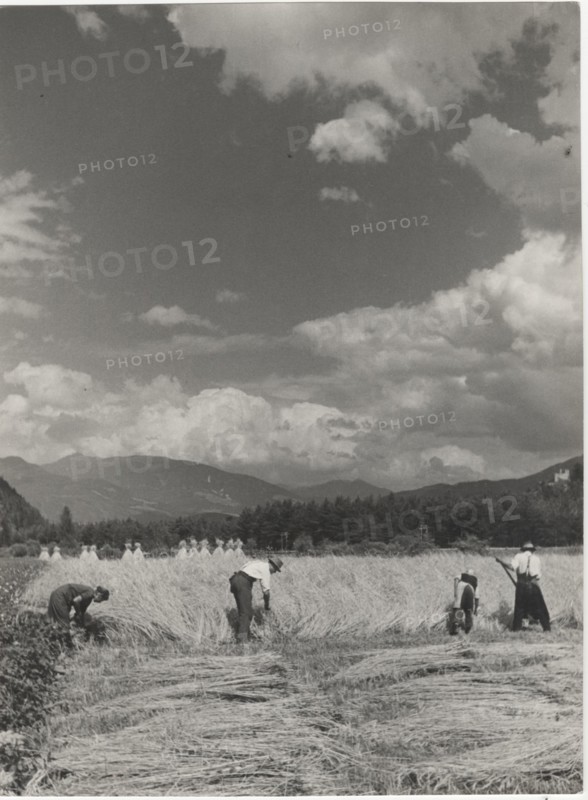 Mowing of grain