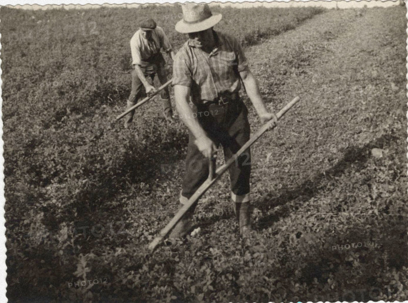 Harvesting