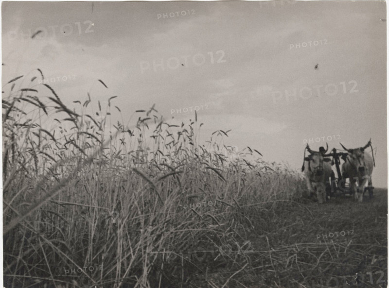 Harvesting