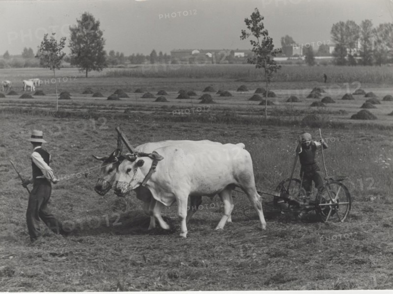 Harvesting