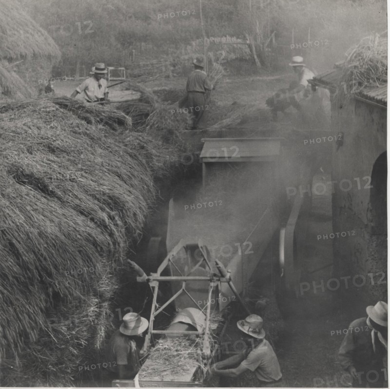 Harvesting in Mezzana