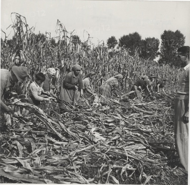 Maize harvest in Cremona