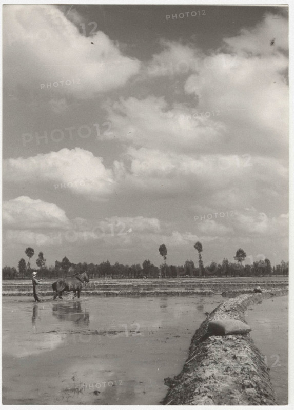Preparing for the sowing of rice seeds in the countryside of Vercelli: the flattening of the field