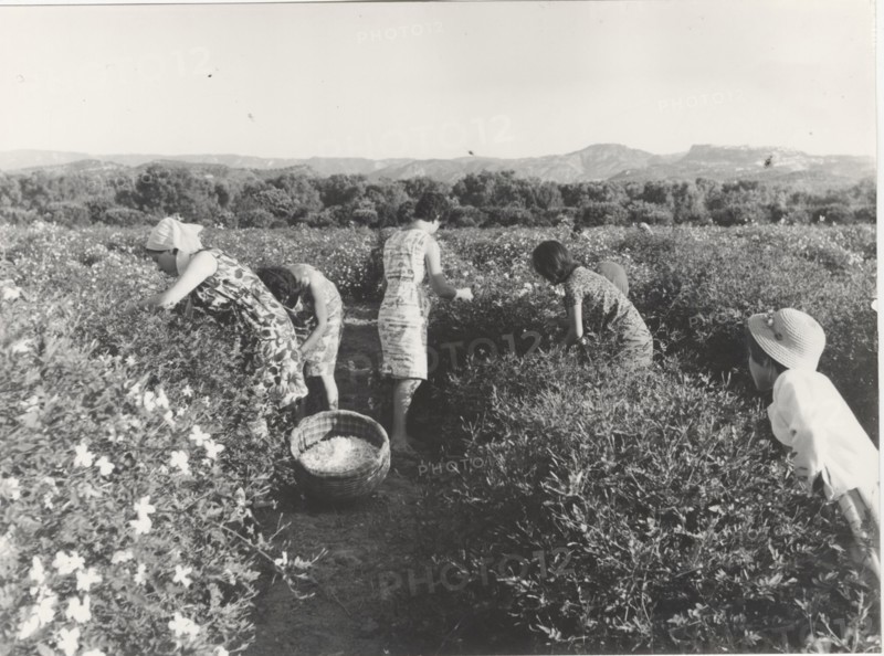 Jasmine flowers harvest in Reggio Calabria