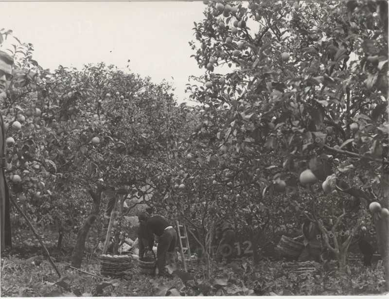 Bergamot harvest in the countryside of Reggio Calabria,