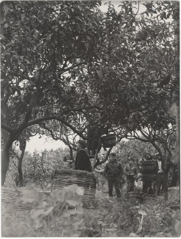 Bergamot harvest in the countryside of Reggio Calabria,