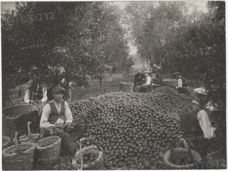 Mandarin harvest