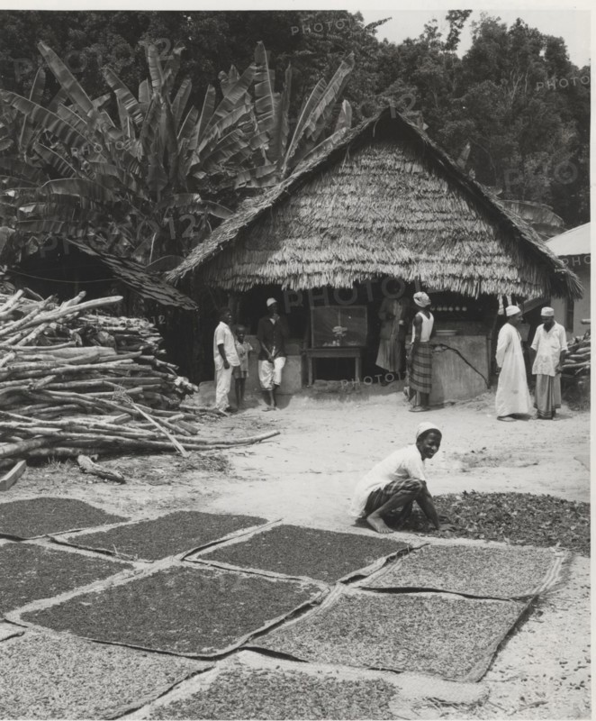 Cloves drying
