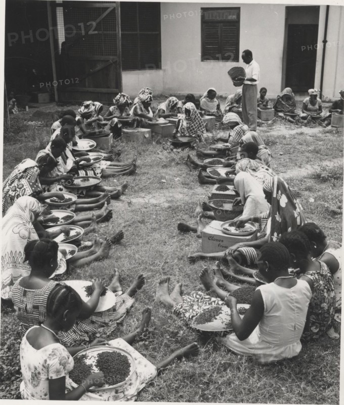 Handpicking cloves for export