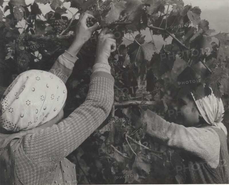 Grape harvest