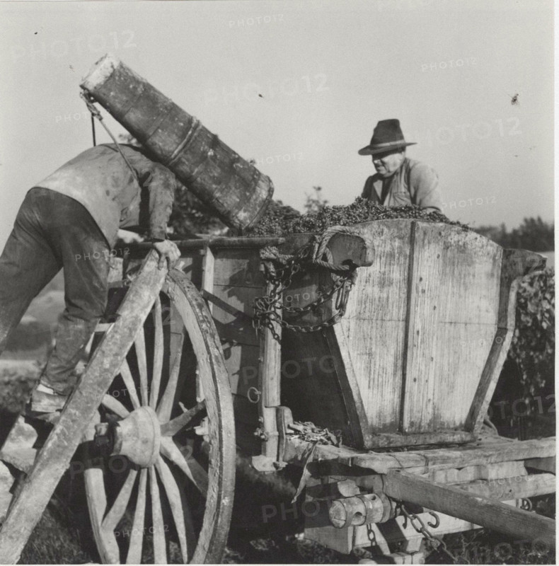 Grape harvest the grapes transferred into a wooden bin