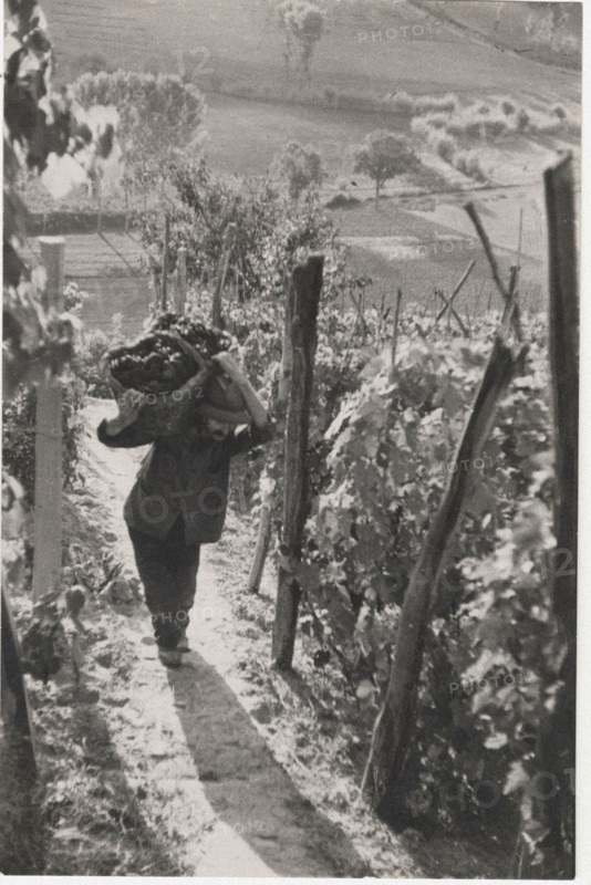 Grape harvest in the countryside of Asti