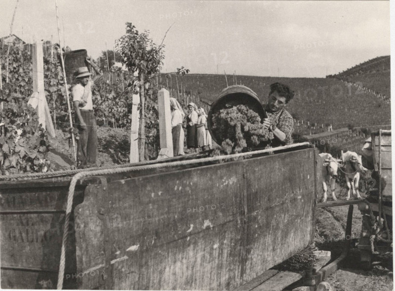 Grape harvest in Castagnole, Monferrato,