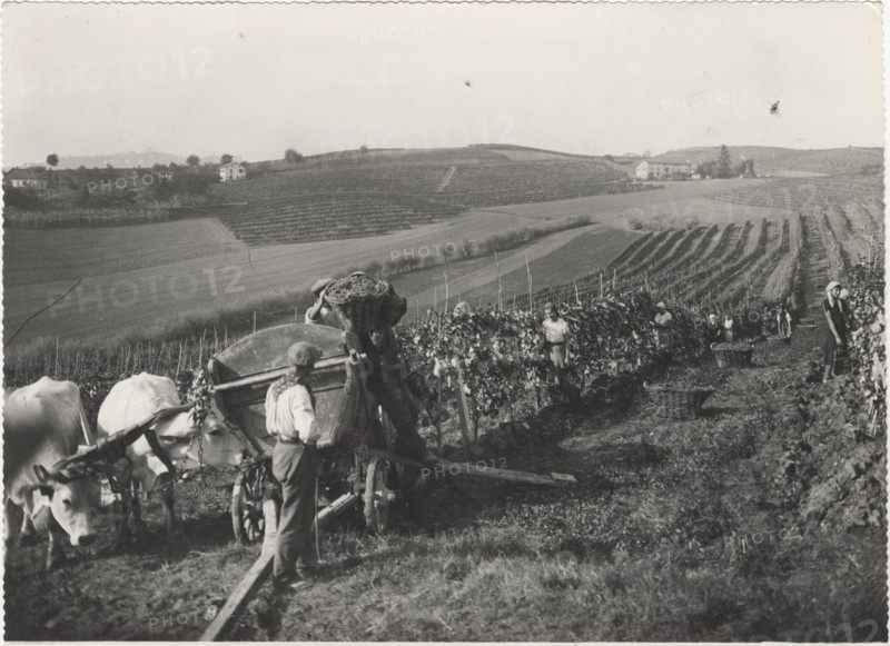 Grape harvest in Monferrato hills