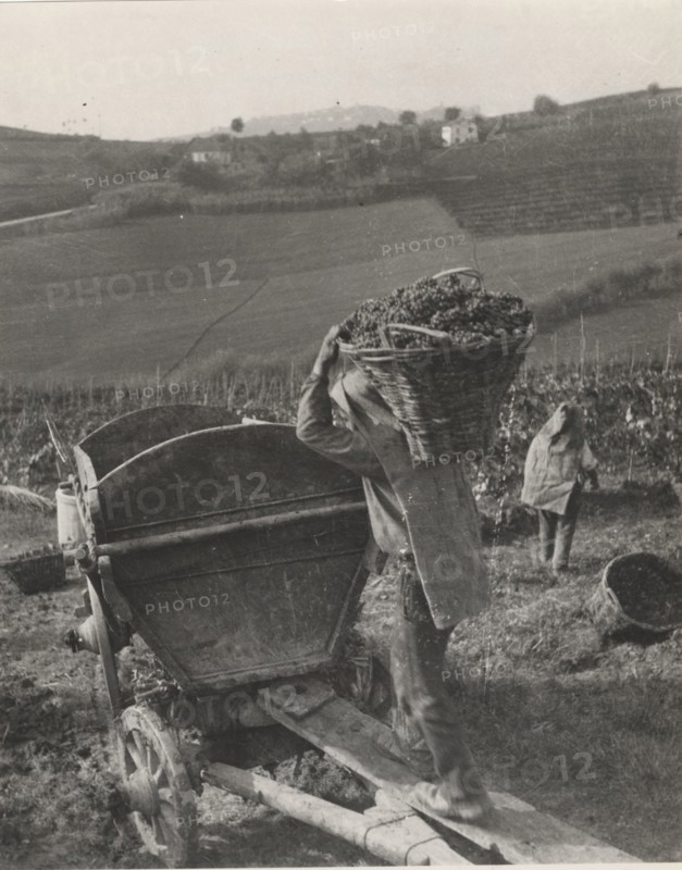 Grape harvest in Monferrato hills