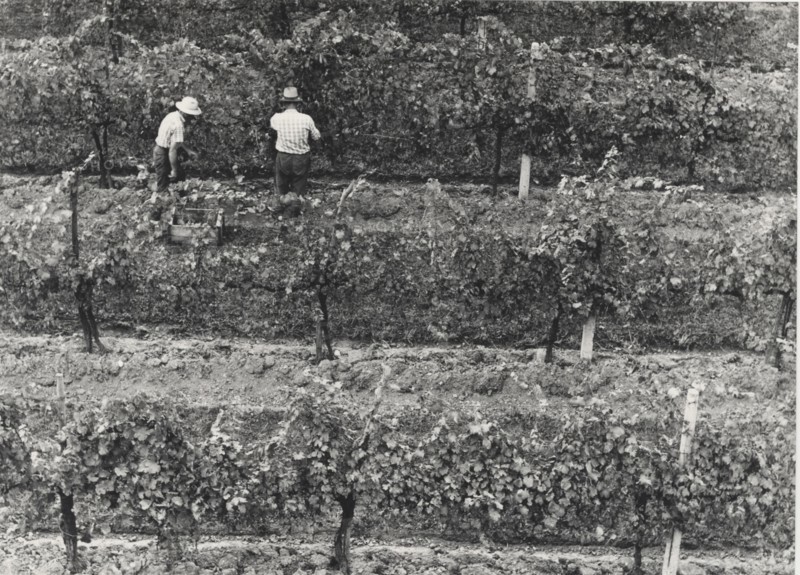 Grape harvest in a typical Valdobbiadene vineyard