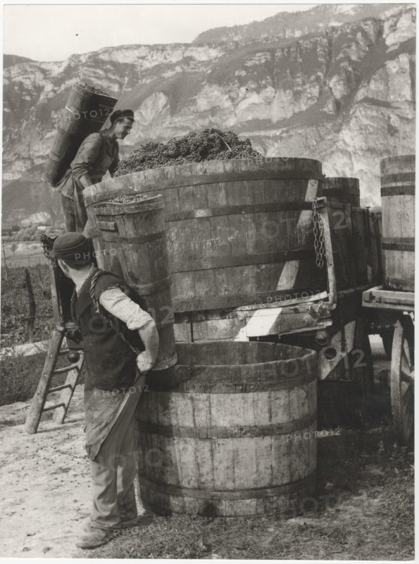 Grape harvest