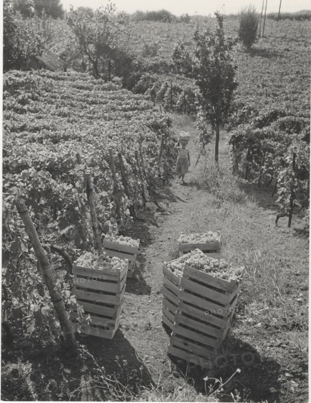 Grape harvest in Terracina