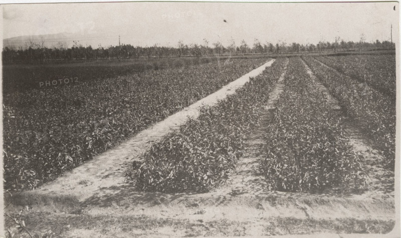 Eucalyptus trees cultivation
