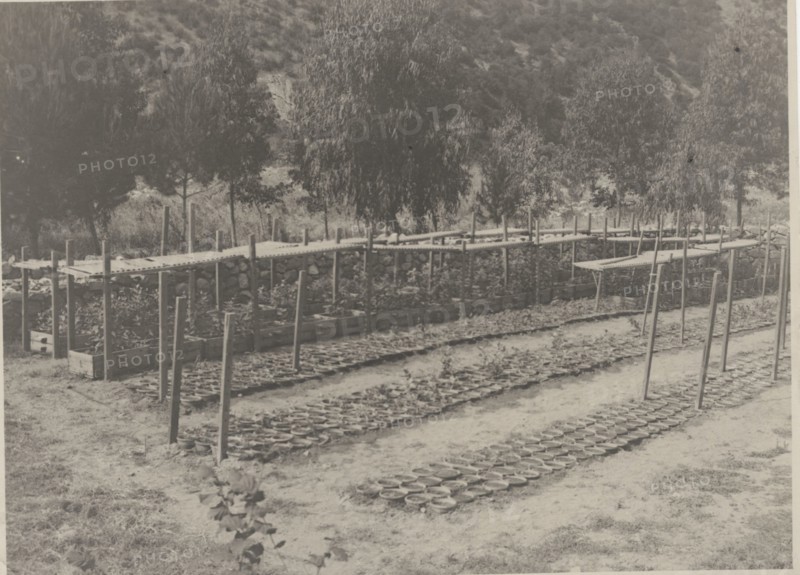 Plant Nursery