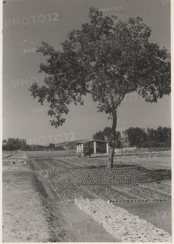 Eucalyptus trees nursery in Sicily