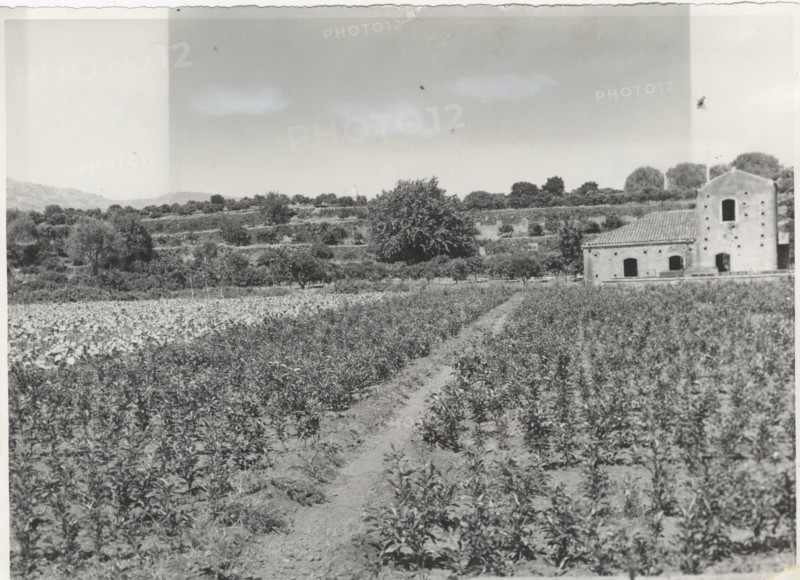 Citrus nursery. Acireale, Sicily, Italy.