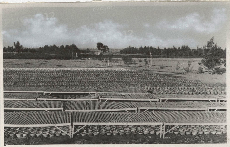 Eucalyptus trees nursery in Sicily