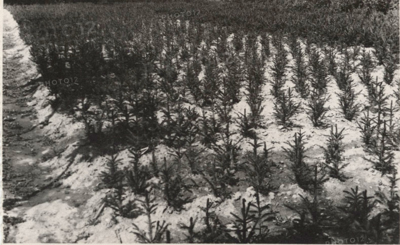 Abiens Picea Excelsa nursery