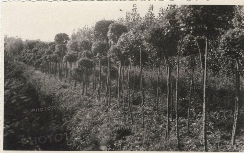 Ligustrum sinense nursery