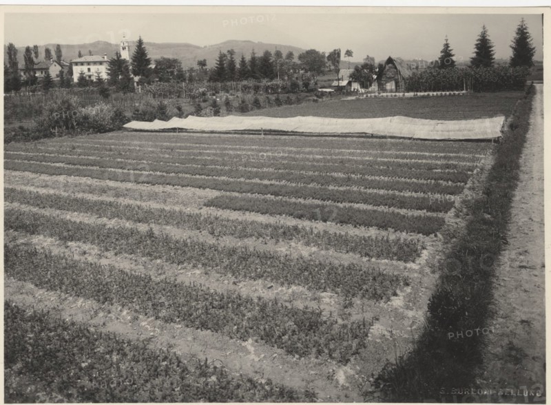 Celarda nursery. Feltre, Italy.