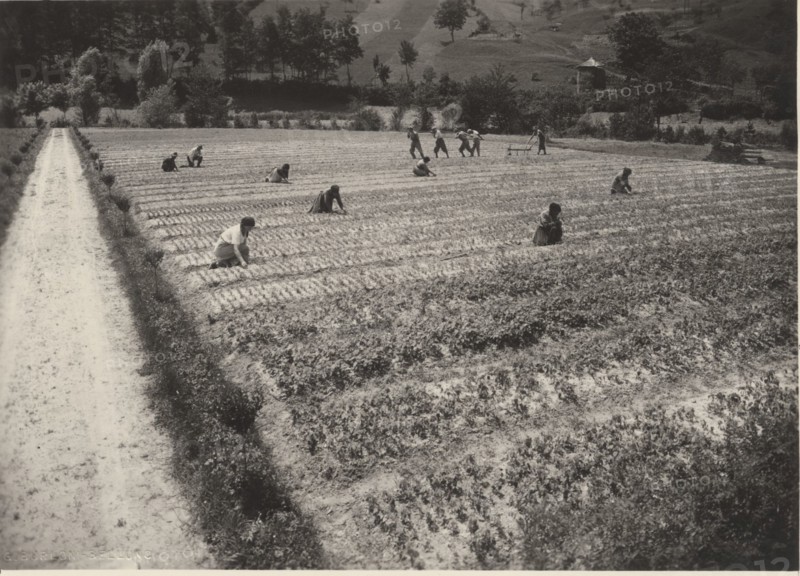 Celarda nursery. Feltre, Italy.