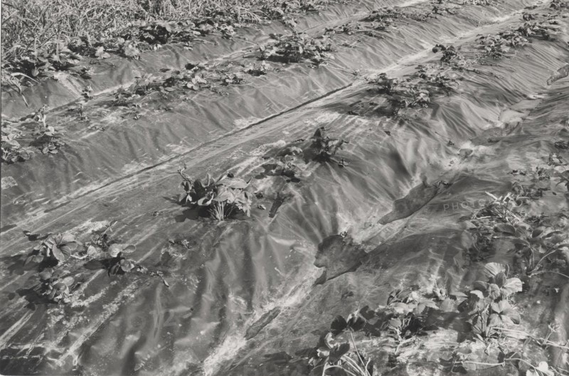 Mulch with plastic materials