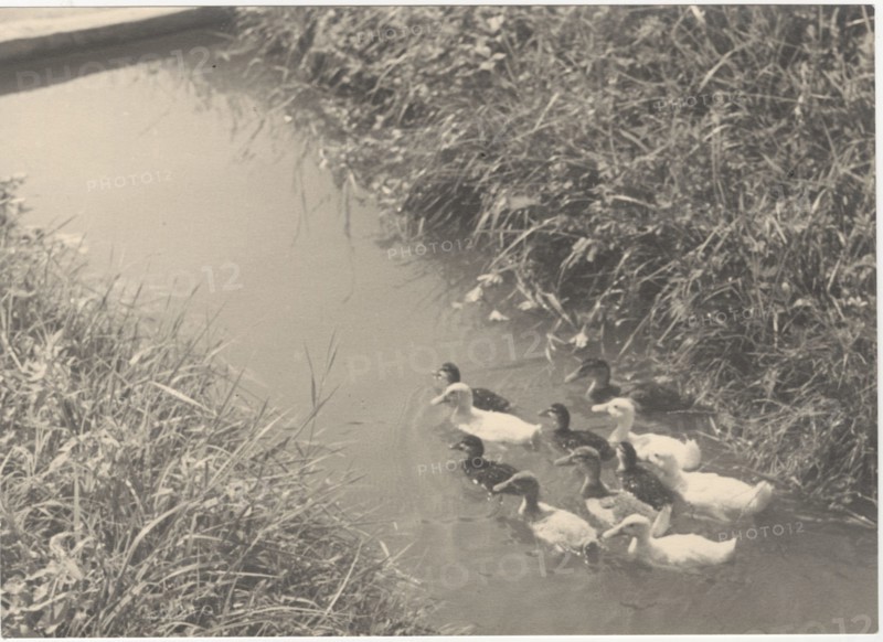 Ducks