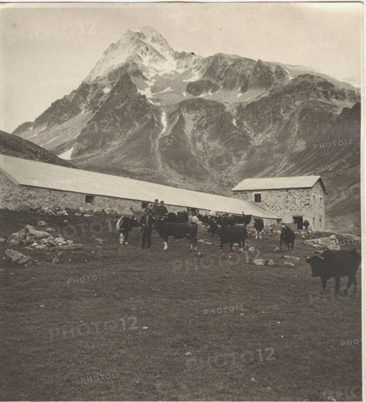 Alpin pasture