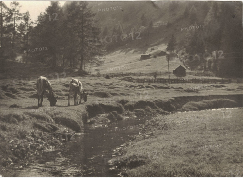 Mountain pasture. Riva di Tures,